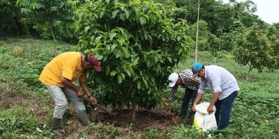 En Petén promueven cultivo de aguacate variedad Booth 8