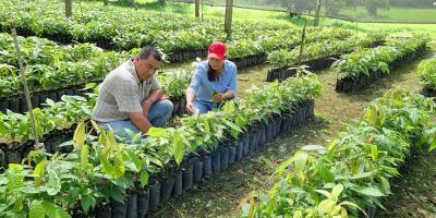 Inicia entrega de plantas de cacao