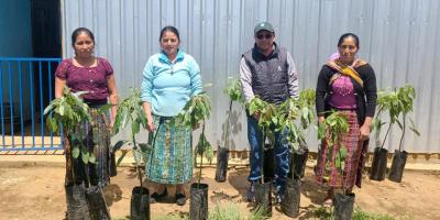 Promueven cultivo de aguacate Hass en San Marcos