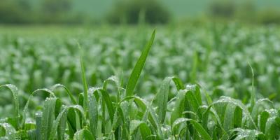 Recomendaciones para el sector agropecuario por situación actual del clima
