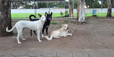 Se impulsan múltiples acciones para el bienestar de perros en situación de calle