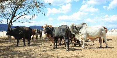 La clave para prevenir el gusano barrenador: revisión y curación de heridas en animales 