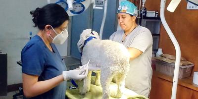 Por un futuro libre de dolor y enfermedad para nuestros animales