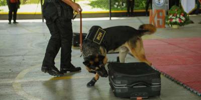 Los agentes K9 de la SBS fueron reconocidos entre los primeros tres lugares del curso de actualización.