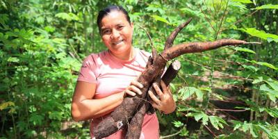 A la yuca también se le conoce como mandioca