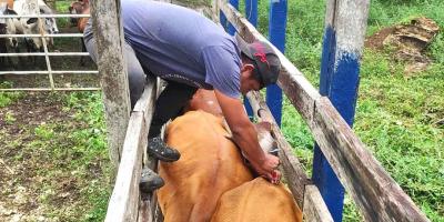 Apoyan a pequeños productores con inseminación artificial de ganado vacuno