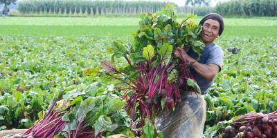 Aprenda el cultivo de la remolacha