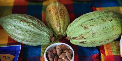 Cacao