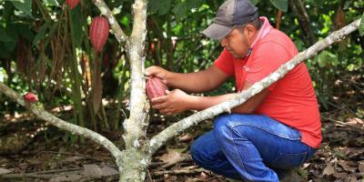 Cacao