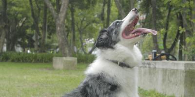 Conozca los certificados oficiales que necesita para salir de viaje con su mascota