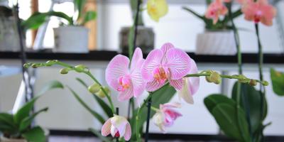 Cultivo de Orquídeas