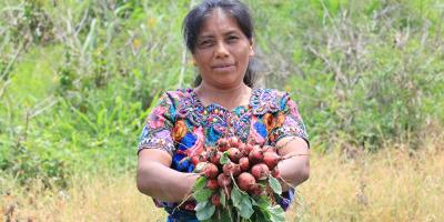 Cultivo del rábano