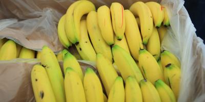 El banano