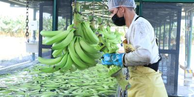 El plátano es una fruta energética y tropical