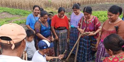 Entregamos material vegetativo de yuca y camote en Sayaxché