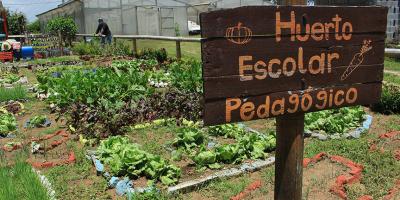 Huertos Escolares