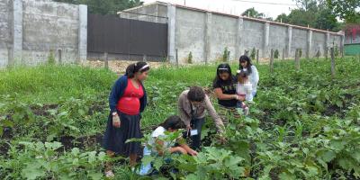 Jóvenes de Machaquilá recogen cosecha de huerto comunitario