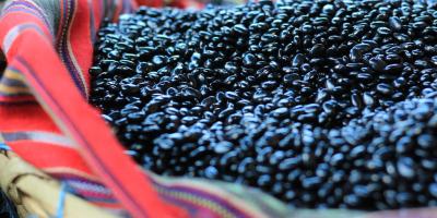 Los beneficios del frijol que gozan los guatemaltecos