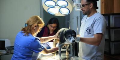 Unidad de Bienestar Animal