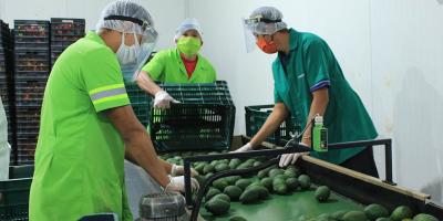 Acciones claves a realizar tras admisibilidad del aguacate Hass guatemalteco por EE.UU. 