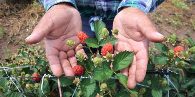 Conozca cómo es el cultivo de mora