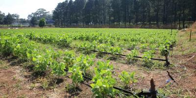 Conozca qué es la agrobiodiversidad