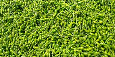 El chiltepe, un sabor tradicional de los guatemaltecos