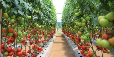 El cultivo de tomate manzano en Guatemala