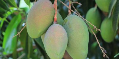 El mango, fruta valorada por su sabor, versatilidad y valor nutricional 