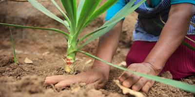 Izote, una planta común cuya flor es comestible 