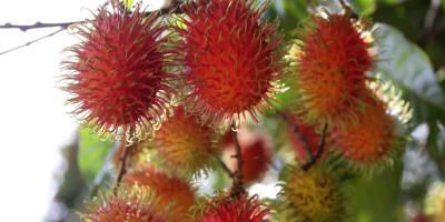 La Licha o Rambután, otro fruto de grandes beneficios para la salud