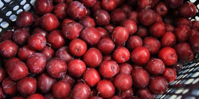 La ciruela es una fruta de clima templado y subtropical