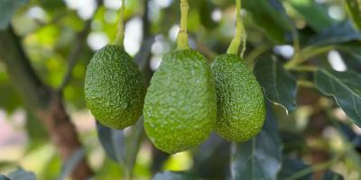 Productores están optimistas ante oportunidad de exportar aguacate Hass a EE. UU.