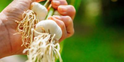 ¿En dónde se cultiva el ajo en Guatemala?