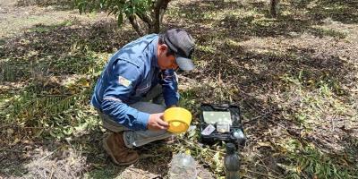Acciones preventivas clave para evitar el ingreso de moscas de las frutas al país