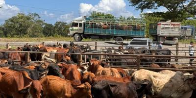 Acciones preventivas permiten detectar casos de Gusano Barrenador del Ganado