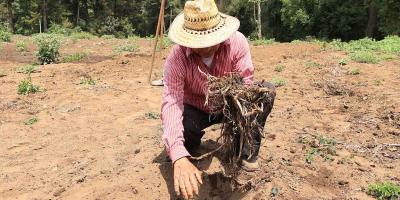 Aprenda a qué se le llama rastrojo