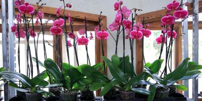 Clima guatemalteco favorece cultivos de plantas ornamentales