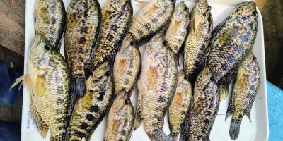 Este viernes seis de diciembre realizarán Feria para el Fomento de la Pesca y Acuicultura Artesanal