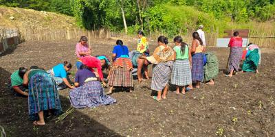 Impulsan producción de chile pimiento en Sayaxché