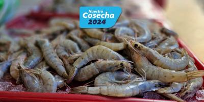 Incremento del 68% en exportaciones de camarón gracias al certificado digital