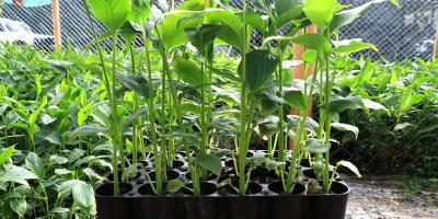 Los pilones de hortalizas permiten optimizar recursos