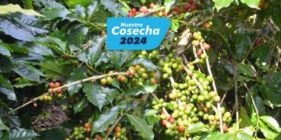 Pequeños caficultores accedieron a financiamiento por Q17 millones
