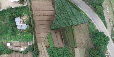 Aprenda qué es la información biográfica en la agricultura