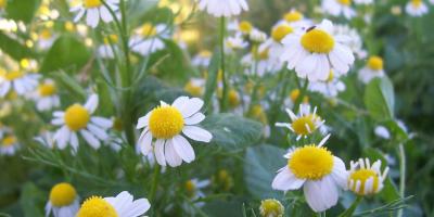 Conozca cuáles son las hierbas aromáticas
