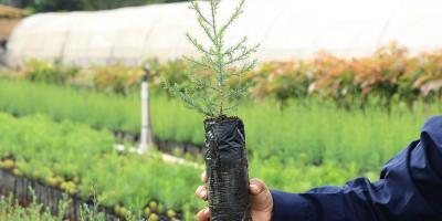 Conozca qué son las cadenas de valor agroforestal