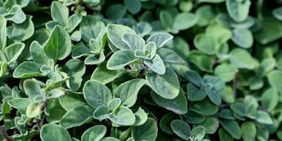 El cultivo de orégano crece en el país
