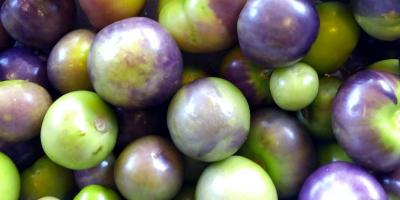 El miltomate un ingrediente culinario muy apreciado 