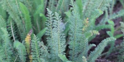 Esta planta se utiliza como antiinflamatorio, cicatrizante y aliviar problemas digestivos