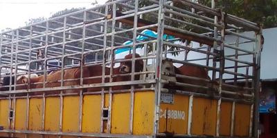 Guatemala el cuarto país de Centro América con menos casos de Gusano Barrenador del Ganado
